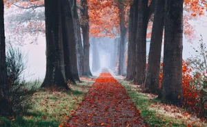 Cute Fall Aesthetic Perspective Shot Wallpaper