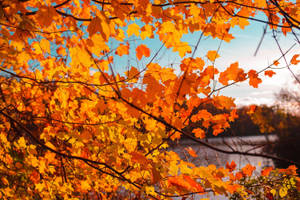 Cute Fall Aesthetic Photo Of Maple Wallpaper