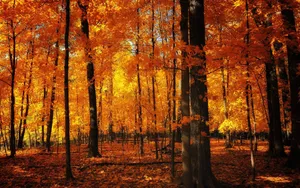Cute Fall Aesthetic Photograph Of Forest Wallpaper