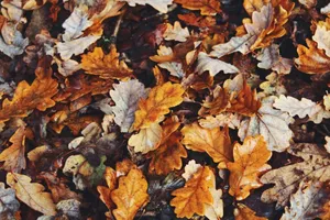 Cute Fall Aesthetic Photograph Wallpaper