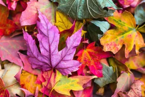 Cute Fall Aesthetic Photograph Wallpaper