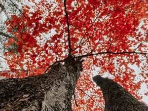 Cute Fall Aesthetic View Of Trees Wallpaper