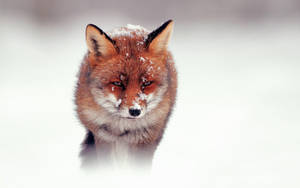 Cute Fox Walking In The Snow Wallpaper