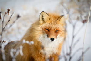 Cute Fox With Thick Fur Wallpaper
