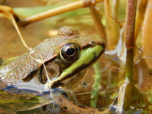 Cute Frog Emerging From Water Wallpaper