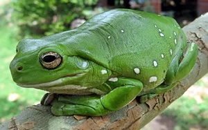 Cute Frog Resting On A Tree Wallpaper
