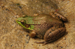 Cute Frog With Muddy Brown Skin Wallpaper