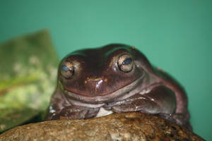 Cute Frog With Slimy Brown Skin Wallpaper