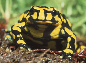 Cute Frog Yellow And Black Patterns Wallpaper
