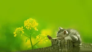 Cute Green Sleeping Cat Wallpaper