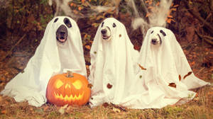 Cute Halloween Ghost Dog Costumes Wallpaper