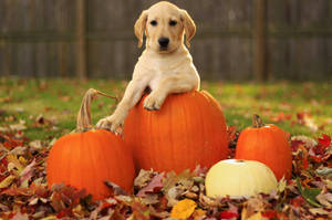 Cute Halloween Puppy In Autumn Wallpaper
