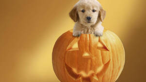 Cute Halloween Puppy Inside Jack O' Lantern Wallpaper