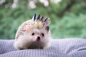 Cute Hedgehog With Crown Wallpaper