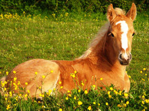 Cute Horse And Yellow Flowers Wallpaper