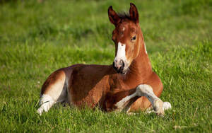 Cute Horse Relaxing On The Grass Wallpaper