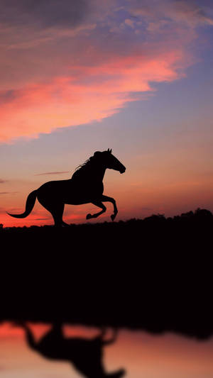 Cute Horse Running By The River Wallpaper