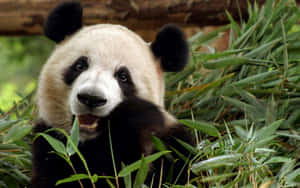 Cute Hungry Panda Laptop Wallpaper
