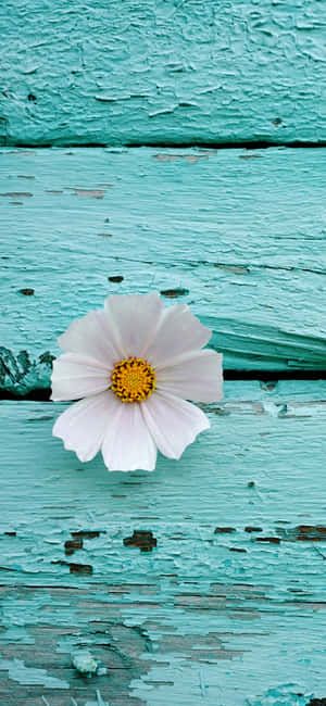 Cute Iphone Teal With Cosmos Flower Macro Shot Wallpaper