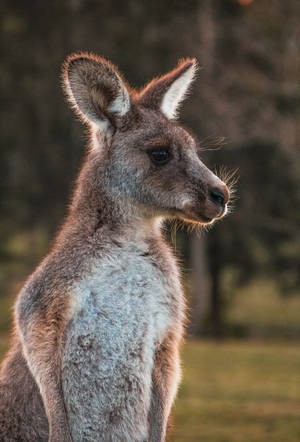 Cute Kangaroo Wallpaper