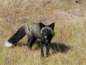 Cute Kawaii Fox In Grass Field Wallpaper