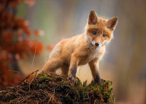 Cute Kawaii Fox On Tree Trunk Wallpaper