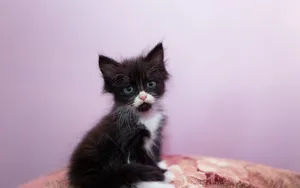 Cute Kitten Wallpaper