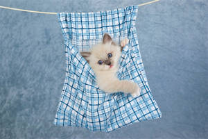 Cute Kitten Clothes Line Wallpaper