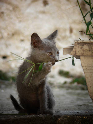 Cute Kitten Eating Plant Wallpaper