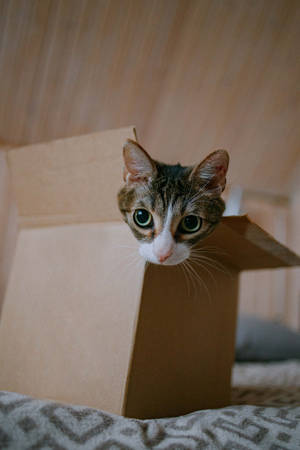 Cute Kitten In A Box Wallpaper