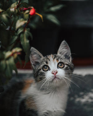 Cute Kitten Innocently Looking Up Wallpaper