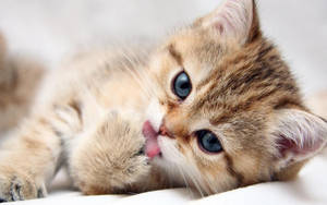 Cute Kitten Licking Its Paws Wallpaper