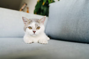 Cute Kitten On Couch Wallpaper