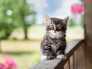 Cute Kitten On Wooden Railing Wallpaper