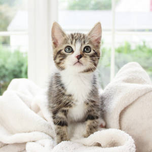 Cute Kitten Sitting Straight Wallpaper