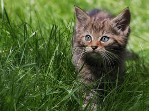 Cute Kitten Walking On Grass Wallpaper