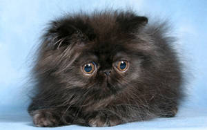 Cute Kitten With Fuzzy Fur Wallpaper