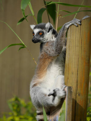 Cute Lemur On Bamboo Wallpaper