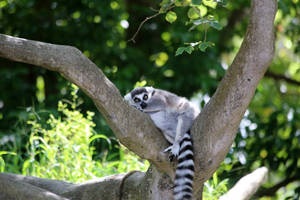 Cute Lemur Wallpaper