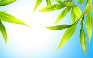 Cute Light Green Leaves Wallpaper