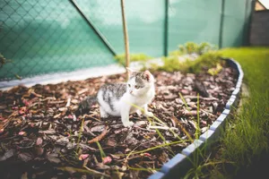 Cute Little Cat Computer Wallpaper