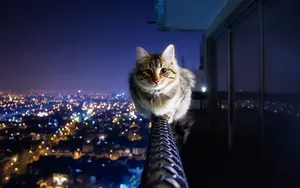 Cute Loafing Cat Computer Wallpaper