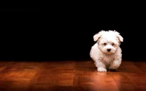 Cute Maltese Baby Dog Walking Wallpaper