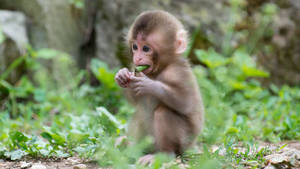 Cute Monkey Eating Leaf Wallpaper