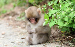 Cute Monkey Holding A Flower Wallpaper