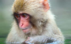 Cute Monkey Photo Candid Wallpaper