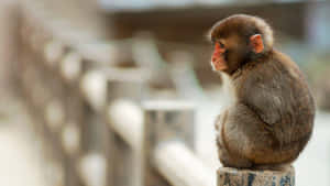 Cute Monkey Photo In The Bridge Wallpaper