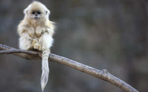 Cute Monkey Photo On A Branch Wallpaper