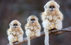 Cute Monkey Photo On A Twig Wallpaper