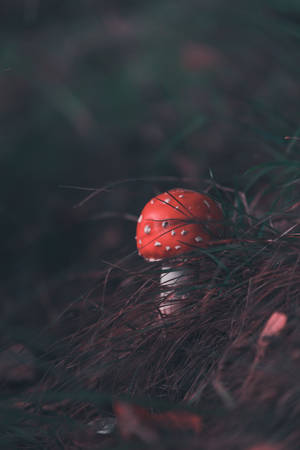 Cute Mushroom Fly Agaric With Round Cap Wallpaper